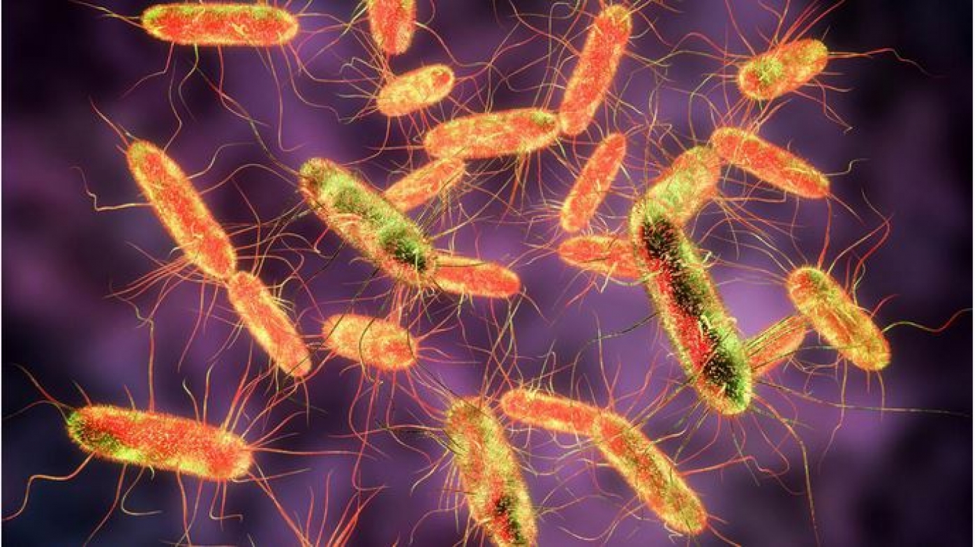 Identification of Salmonella typhi in Human Blood Serum Using Nano-biosensor 