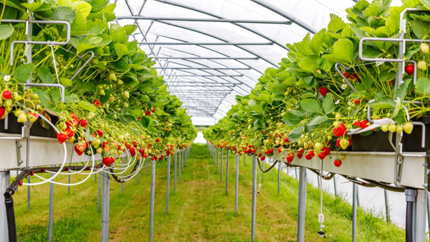 Improved Productivity in Strawberry Cultivation Using Nanobubble Technology