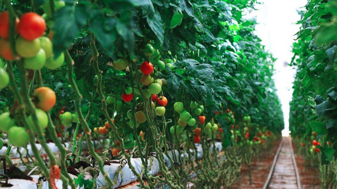 Iran Equips 2nd Biggest Hydroponic Greenhouse with Nanobubble System