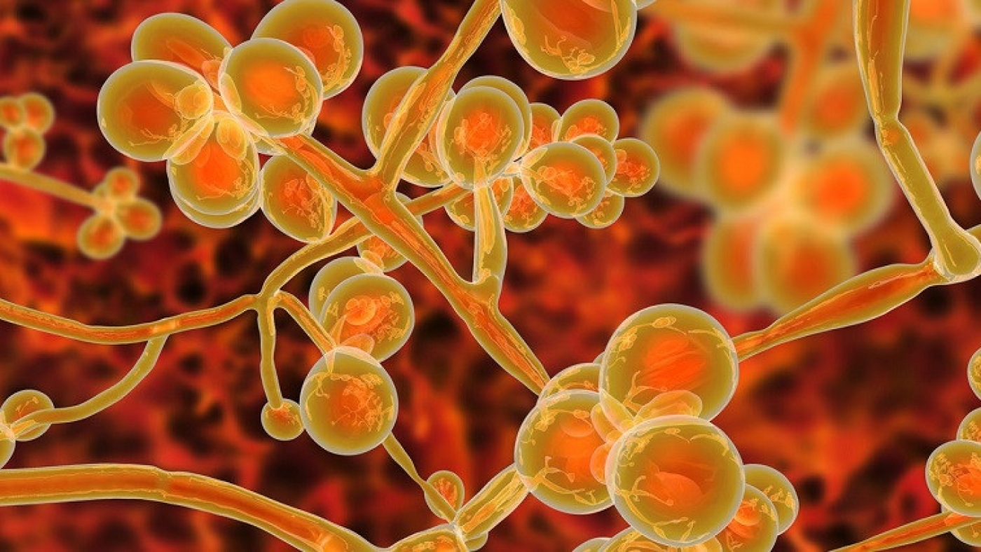 Targeted Nanoparticles Show Promise for More Effective Antifungal Treatments